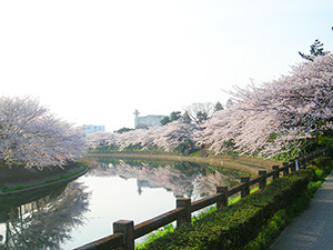 春の綾瀬川(桜)