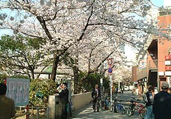 市ヶ谷の桜