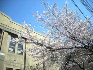 草加小学校の桜