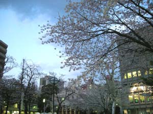 中池袋公園の桜