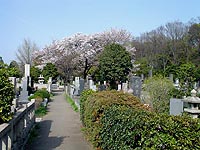 桜が満開時の都立染井霊園